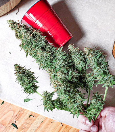 Wedding Cheesecake Auto fem (FastBuds) семена конопли