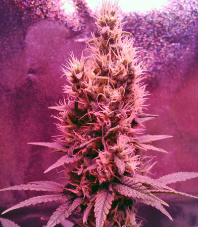 Yumbolt 47 fem (World of Seeds) семена конопли