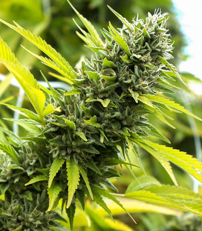 Banana Sapphire fem (Humboldt Seed Organization) семена конопли