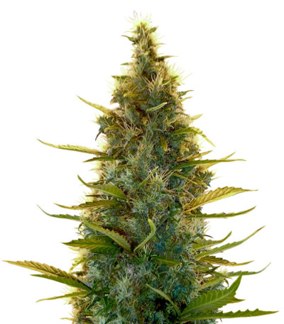 Lowryder Auto fem (Doctor's Choise) семена конопли