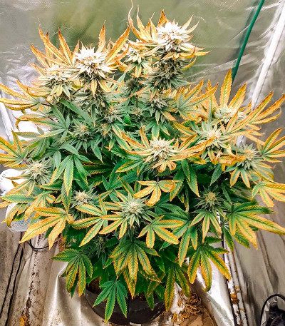 Purple Punch (00 Seeds) семена конопли