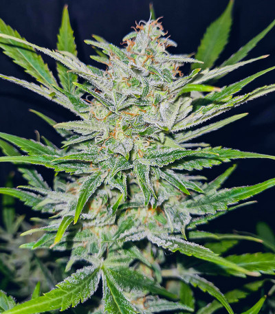 Sweet ZZ Automatic fem (RQS) семена конопли