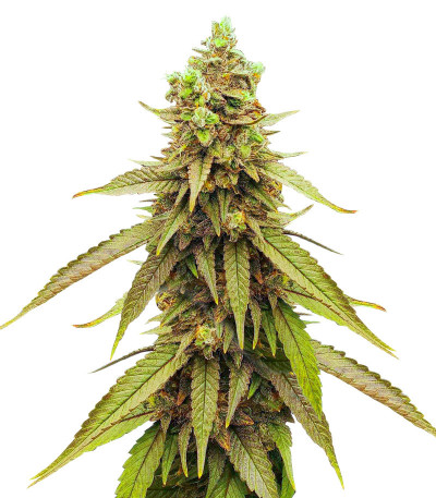 Bubba Kush fem семена конопли