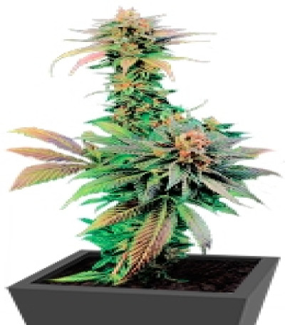 Купить семена марихуаны Blue Widow мини