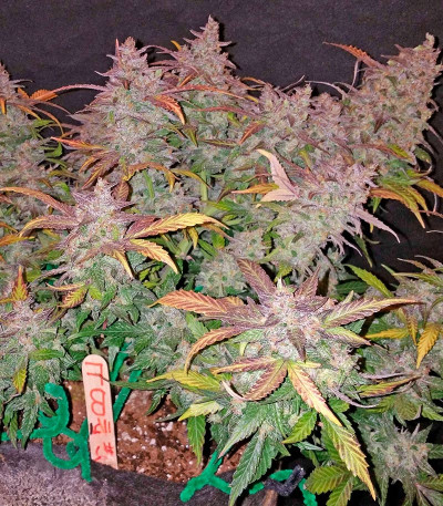 Fastberry auto fem семена конопли