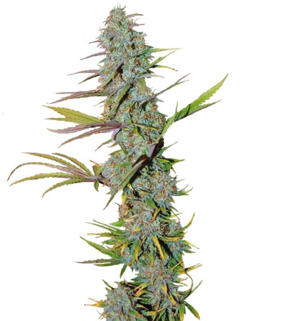LA Confidential fem (DNA Genetics) семена конопли