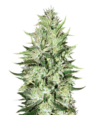 Auto Mazar Extra fem семена конопли