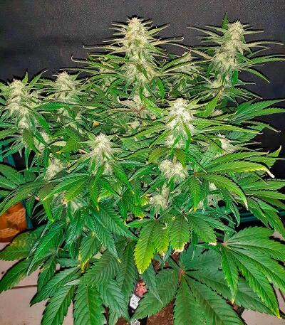 Mystical Autoflower fem (Easy Grow Seeds) семена конопли