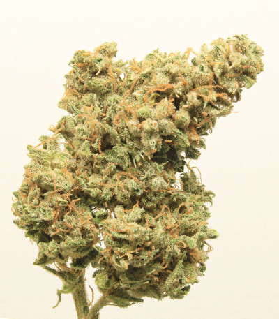 Original Cinderella Auto (FastBuds) семена конопли