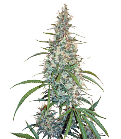 Silver Haze #9 fem (Sensi Seeds) семена конопли