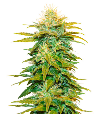 Семена конопли сорта White Widow