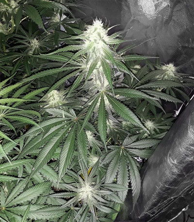 Sugar Bomb Punch fem (Dutch Passion) семена конопли