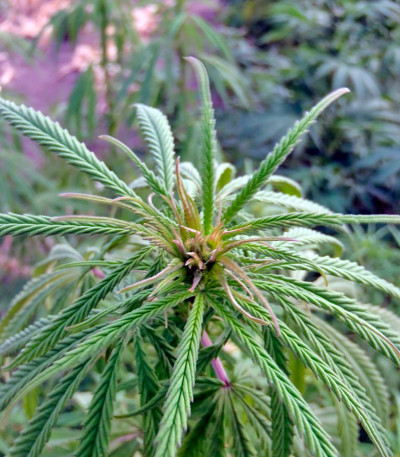 Wonder Woman fem (Nirvana Seeds) семена конопли