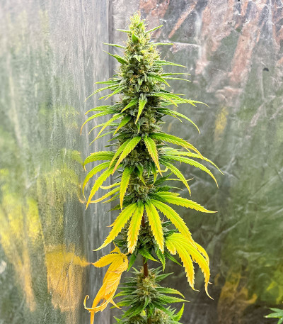 GMO fem (Barney's Farm) семена конопли