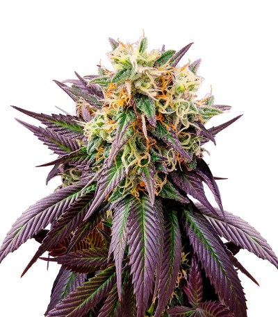 Jealousy fem (Original Sensible Seeds) семена конопли