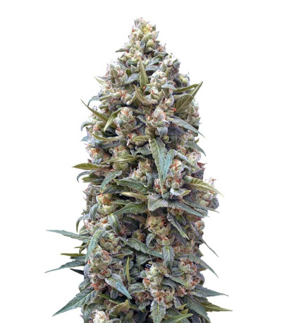 Female Collection #1 (00 Seeds) микс семян конопли
