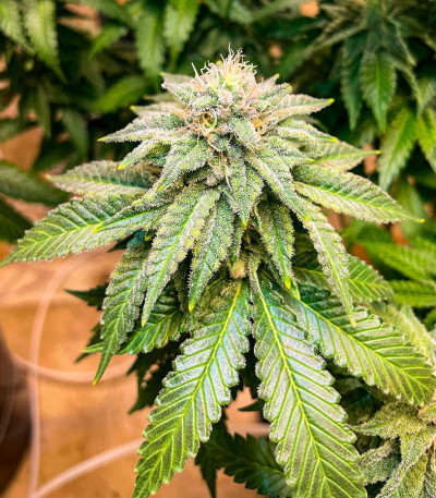 #9 Pound Hammer Auto fem (High Speed ​​Buds) семена конопли