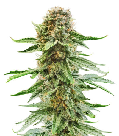 Also Know 47 Autoflower fem (Seedkeepers) семена конопли