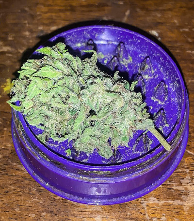 Auto Mimosa Punch fem (Dutch Passion) семена конопли