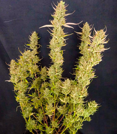 Black Orchid fem (Original Sensible Seeds) семена конопли