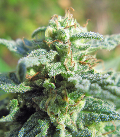 Fruitylicious fem семена конопли