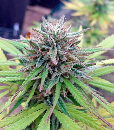 Northern Lights reg (Nirvana Seeds) семена конопли