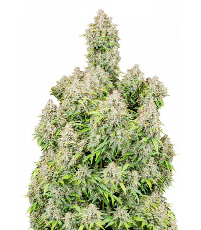 Original Cinderella Auto (FastBuds) семена конопли