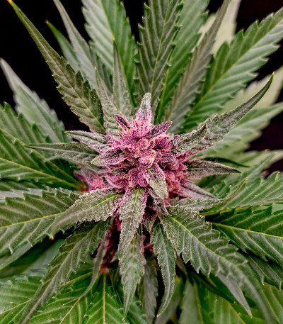 Papaya Zoap Auto fem (Sweet Seeds) семена конопли