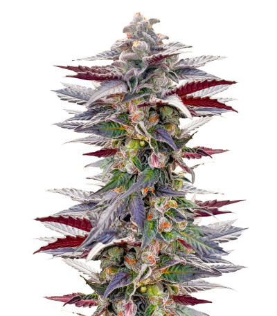 Pink Sunset by Sherbinskis fem от Silent Seeds семена конопли