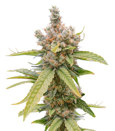 Tropic Punch fem (Heavyweight Seeds) семена конопли