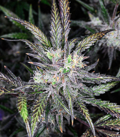 Wedding Cheesecake Auto fem (FastBuds) семена конопли