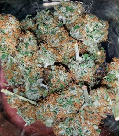 White Widow Auto Fem (Vision Seeds) семена конопли