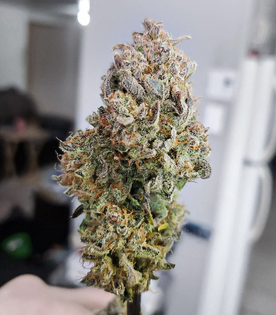 Apricot Auto fem (FastBuds) семена конопли