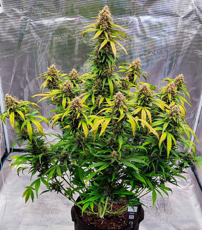 Gorilla Zkittlez Auto fem (FastBuds) семена конопли