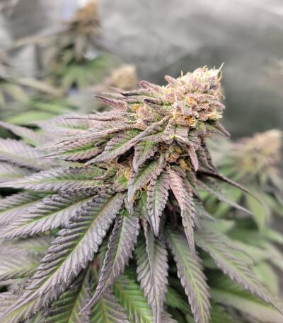 Booberry Cookies RBX fem (Ethos Genetics) семена конопли