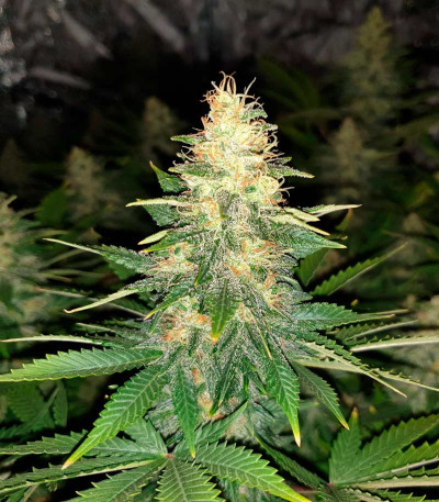 Delicious Candy fem (Delicious Seeds) семена конопли