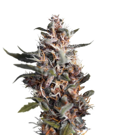 Семена Auto Blackberry Kush шишки