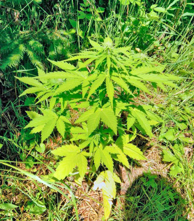 Auto Afghan Mass fem (00 Seeds) семена конопли