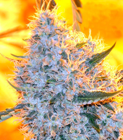 Big Bazooka fem (Anesia Seeds) семена конопли