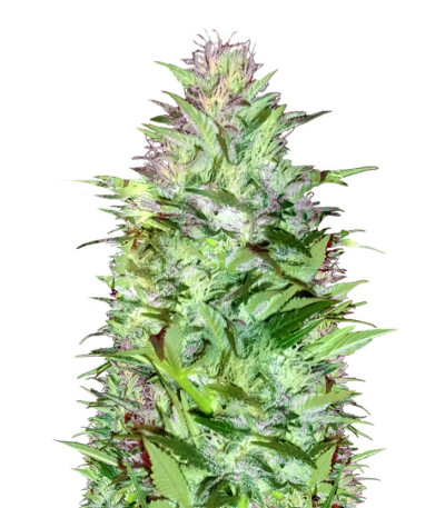 Critical Chronic Auto fem (Sumo Seeds) семена конопли