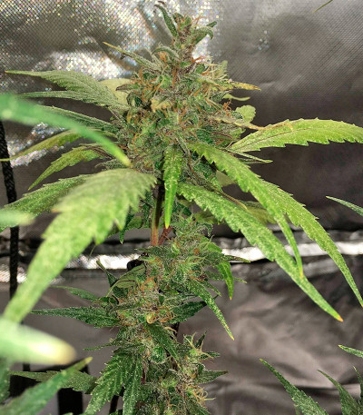 Crystal METH Auto fem (FastBuds) семена конопли