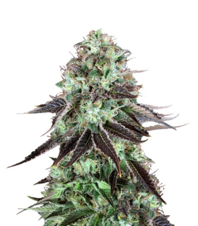 DarkStar Kush reg семена конопли