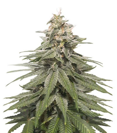 Eleven Roses Early Version fem (Delicious Seeds) семена конопли