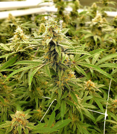 Gelato #33 fem (Advanced Seeds) семена конопли