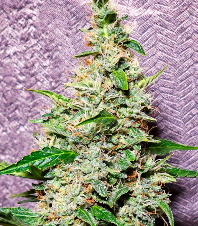 Семена конопли сорта Haze Auto