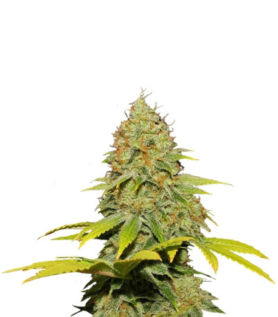 Jack Herer reg (Sensi Seeds) семена конопли