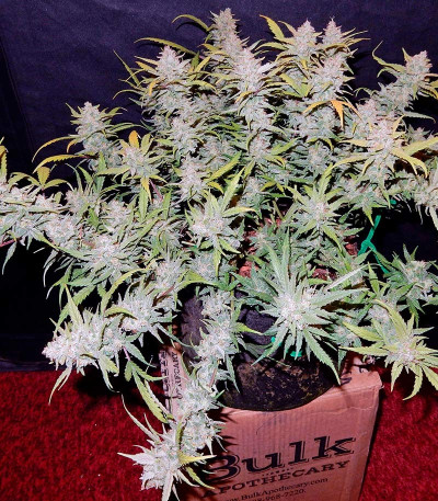 Pineapple Express Auto fem (FastBuds) семена конопли