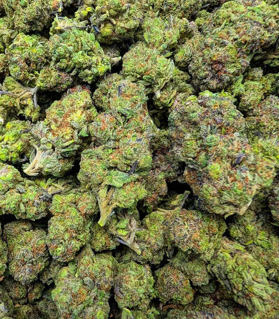 RudeBoi OG F1 fem (Seedkeepers) семена конопли