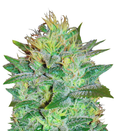 Sweet Black Angel fem (Samsara Seeds) семена конопли