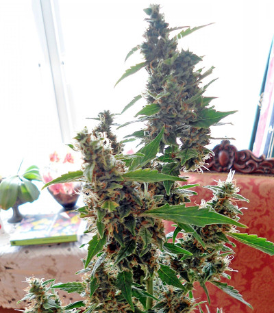 Wipeout Express Auto fem семена конопли